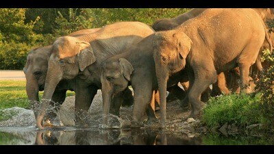 These structures aim to provide safe passage for elephants (HT) These structures aim to provide safe passage for elephants (HT)