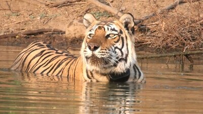 The bench was considering the issue of management of Sariska Tiger Reserve in the TN Godavarman case, pertaining to protecting wildlife and forests across the country. (X/Sariskareserve) The bench was considering the issue of management of Sariska Tiger Reserve in the TN Godavarman case, pertaining to protecting wildlife and forests across the country. (X/Sariskareserve)