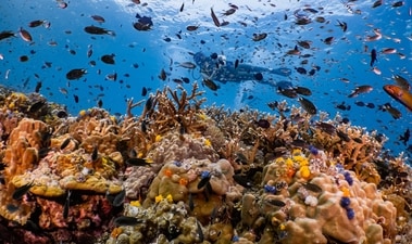 International Scuba Diving Day: Places to experience the best deep-sea experience (Photo: Shutterstock) International Scuba Diving Day: Places to experience the best deep-sea experience (Photo: Shutterstock)