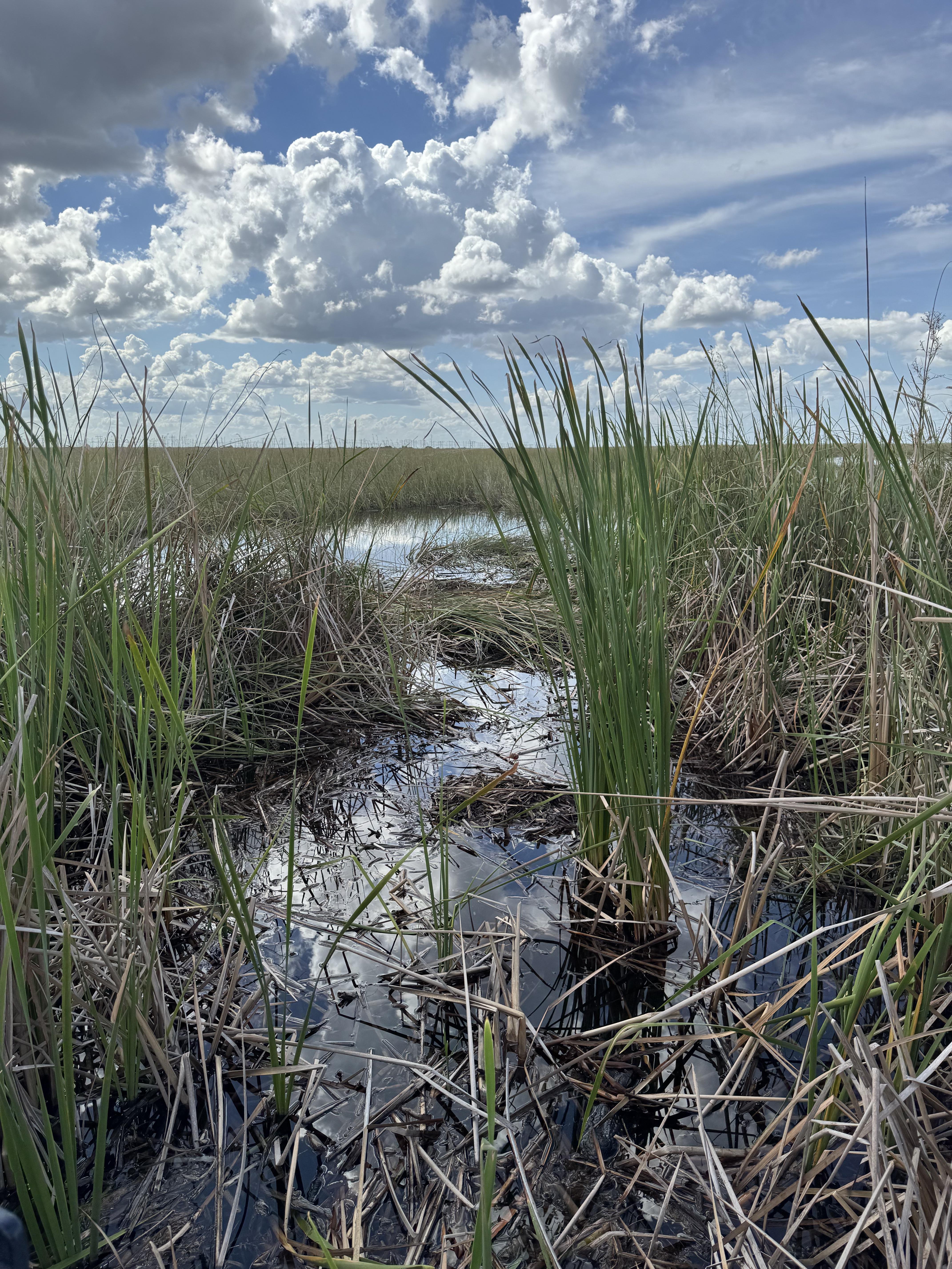 An optical illusion showing a camouflaged alligator in wetland scene sparked debate on Reddit. (Reddit/AnastasiaHouston1987) An optical illusion showing a camouflaged alligator in wetland scene sparked debate on Reddit. (Reddit/AnastasiaHouston1987)