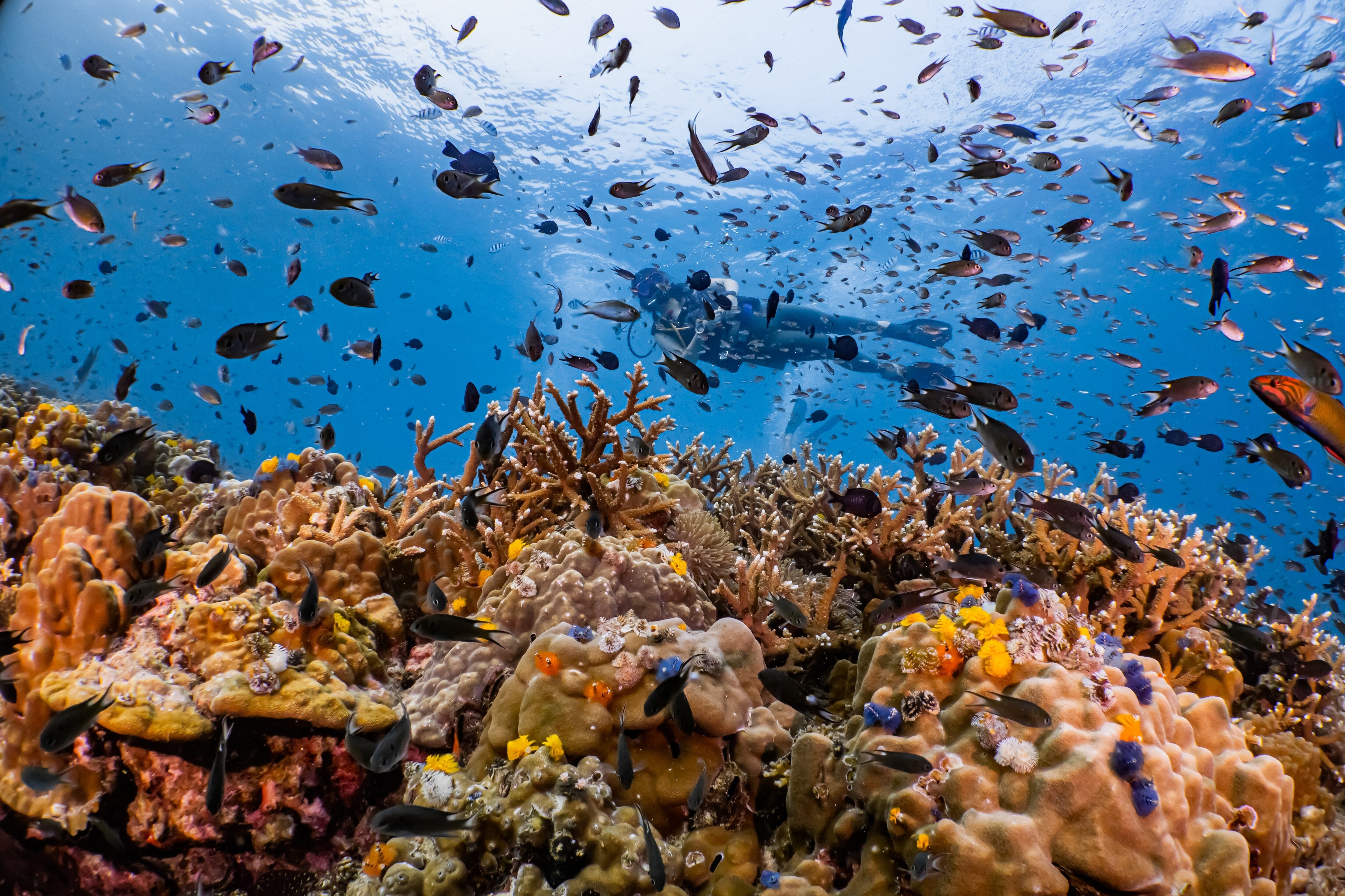 You can see the corals when you go scuba diving! (Picture credit: Shutterstock) You can see the corals when you go scuba diving! (Picture credit: Shutterstock)