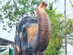 Vantara to set up elephant rehab facility in Kolhapur
