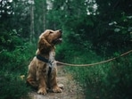 Dog_1754570562296