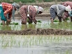 Agriculture (Gurpreet Singh/HT)