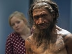 A museum worker with a model of a Neanderthal male.