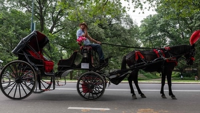 The demise of a carriage horse after she collapsed on the street, on Tuesday afternoon, has revived calls from activists and lawmakers to ban horse-drawn carriages in New York City. (Getty Images via AFP) The demise of a carriage horse after she collapsed on the street, on Tuesday afternoon, has revived calls from activists and lawmakers to ban horse-drawn carriages in New York City. (Getty Images via AFP)