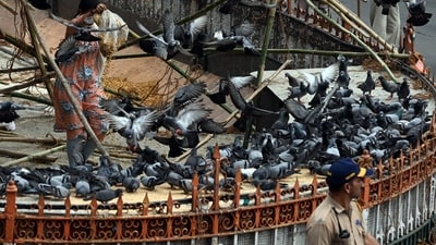 On Wednesday morning, over a hundred members of the Jain community protested at Dadar. They forcefully opened the Dadar Kabutarkhana, removed the plastic sheet, and offered grains to the pigeons. (Raju Shinde/HT) On Wednesday morning, over a hundred members of the Jain community protested at Dadar. They forcefully opened the Dadar Kabutarkhana, removed the plastic sheet, and offered grains to the pigeons. (Raju Shinde/HT)