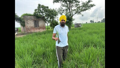 A few farmers in Patiala district are re-transplanting paddy in areas affected by the dwarf virus as a measure to mitigate the impact of widespread crop damage. They are reportedly resorting to this action after experiencing repeated failures in controlling the virus outbreak despite using recommended insecticides. (HT Photo)