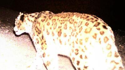 Junnar continued to be the most affected division with a worrying rise in leopard attacks leading to 10 human deaths in 2024 alone. (REPRESENTATIVE PHOTO) Junnar continued to be the most affected division with a worrying rise in leopard attacks leading to 10 human deaths in 2024 alone. (REPRESENTATIVE PHOTO)