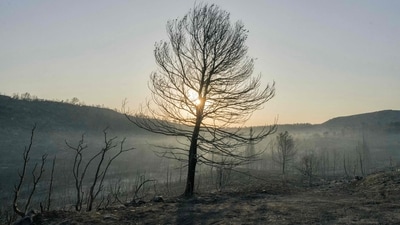 This photograph shows a tree in a burnt forest area hit by a wildfire in southern France on August 7, 2025. The wildfire has killed one person and injured thirteen others, scorching 11,000 hectares as firefighters work to contain the blaze, local officials said. (AFP) This photograph shows a tree in a burnt forest area hit by a wildfire in southern France on August 7, 2025. The wildfire has killed one person and injured thirteen others, scorching 11,000 hectares as firefighters work to contain the blaze, local officials said. (AFP)