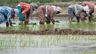 Agriculture (Gurpreet Singh/HT) Agriculture (Gurpreet Singh/HT)