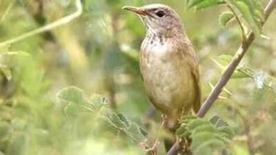 The last confirmed Indian sighting was in 1979. (Harish Thangaraj) The last confirmed Indian sighting was in 1979. (Harish Thangaraj)