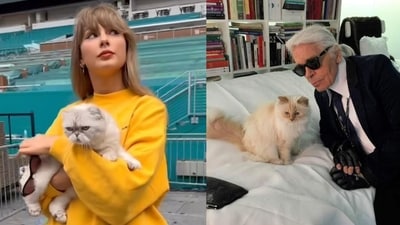 Singer-songwriter Taylor Swift's cat Olivia Benson and later designer Karl Lagerfeld's cat Choupette (Photos: Instagram / taylorswift, choupetteofficiel) Singer-songwriter Taylor Swift's cat Olivia Benson and later designer Karl Lagerfeld's cat Choupette (Photos: Instagram / taylorswift, choupetteofficiel)