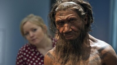 A museum worker with a model of a Neanderthal male.