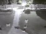 A CCTV video also circulated at that time purportedly showed five dogs attacking the girl. (HT Photos/Video grabs) A CCTV video also circulated at that time purportedly showed five dogs attacking the girl. (HT Photos/Video grabs)