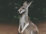 Kangaroo_1754652134131