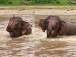A heartwarming video showed an elephant enjoying a river swim while calling her friends to join.