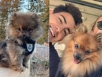 Meet Scout the fiesty Pomeranian who chased off a black bear from his Canada home. Meet Scout the fiesty Pomeranian who chased off a black bear from his Canada home.