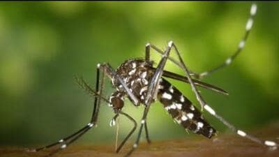 As per the National Vector Borne Disease Control Programme (NVBDCP), civic health departments are expected to conduct both active and passive malaria surveillance. As part of passive surveillance, patients visiting the outpatient department and fever clinics in civic hospitals are tested for malaria. (REPRESENTATIVE PHOTO)