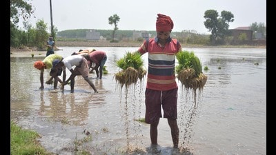 Farm labourers plant paddy seedlings on the outskirts of Amritsar. (HT File) Farm labourers plant paddy seedlings on the outskirts of Amritsar. (HT File)