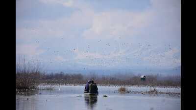 Hokersar wetland witnessed a large arrival of migratory birds amid rise in water levels between February and May 2025. (Pic credit: Wildlife dept) Hokersar wetland witnessed a large arrival of migratory birds amid rise in water levels between February and May 2025. (Pic credit: Wildlife dept)
