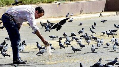 It is common for astrologers to recommend the feeding of fish, pigeons and dogs to people who approach them for good luck. But experts scoff at the idea, saying what people feed them doesn’t suit the animals. (PTI Photo) It is common for astrologers to recommend the feeding of fish, pigeons and dogs to people who approach them for good luck. But experts scoff at the idea, saying what people feed them doesn’t suit the animals. (PTI Photo)