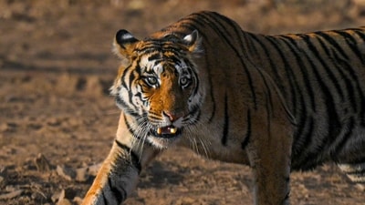 Seven-year-old tigress found dead in Bhadra Tiger Reserve (Pic for representation) Seven-year-old tigress found dead in Bhadra Tiger Reserve (Pic for representation)