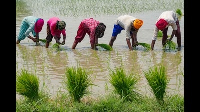 The agri-advertisement market is ₹12,000 crore, with 30% digital and growing at a 10% compound annual growth rate (CAGR). However, data segmentation of 18 lakh farmers yielded only ₹16 lakh in the previous year. (REPRESENTATIVE PHOTO) The agri-advertisement market is ₹12,000 crore, with 30% digital and growing at a 10% compound annual growth rate (CAGR). However, data segmentation of 18 lakh farmers yielded only ₹16 lakh in the previous year. (REPRESENTATIVE PHOTO)