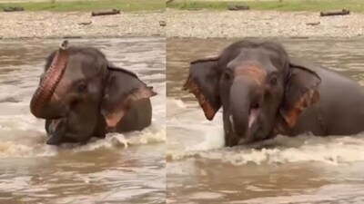 A heartwarming video showed an elephant enjoying a river swim while calling her friends to join. (Instagram/lek_chailert) A heartwarming video showed an elephant enjoying a river swim while calling her friends to join. (Instagram/lek_chailert)