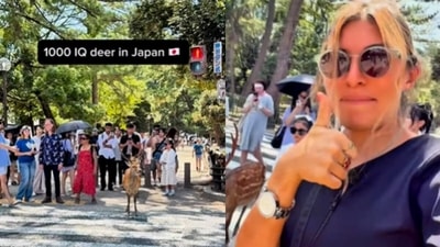 A short video captured two deer obeying traffic lights in Japan. (Instagram/amina_finds) A short video captured two deer obeying traffic lights in Japan. (Instagram/amina_finds)