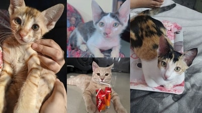 These lovable cats in Delhi-NCR are looking for forever families. Would you not be their hero and give them a loving home?