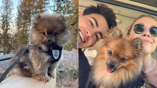 Meet Scout the fiesty Pomeranian who chased off a black bear from his Canada home. (instagram/@kaylakleine)