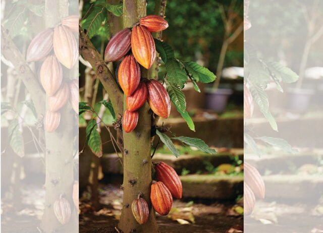 In African countries, governments force farmers to sell cocoa beans at half the global price. (ADOBE STOCK) In African countries, governments force farmers to sell cocoa beans at half the global price. (ADOBE STOCK)