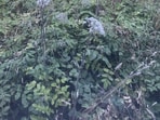 Optical illusion: The cat is cleverly camouflaged among the bushes.
