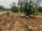 Taking a leaf out of the Kangra tea gardens in Himachal Pradesh’s Palampur, the agriculture department of Jammu and Kashmir has initiated a tea plantation drive in the hilly Billawar tehsil of Kathua district. (HT Photo) Taking a leaf out of the Kangra tea gardens in Himachal Pradesh’s Palampur, the agriculture department of Jammu and Kashmir has initiated a tea plantation drive in the hilly Billawar tehsil of Kathua district. (HT Photo)