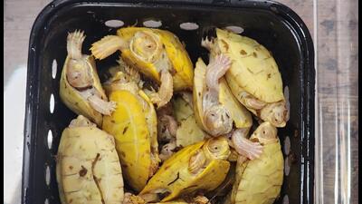 50 Albino red-eared sliders (left) were carried in boxes littered with faecal material. 50 Albino red-eared sliders (left) were carried in boxes littered with faecal material.