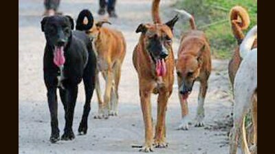 A single-visit protocol could also reduce dependency on rabies immunoglobulin, says Patiala GMC expert. (HT) A single-visit protocol could also reduce dependency on rabies immunoglobulin, says Patiala GMC expert. (HT)