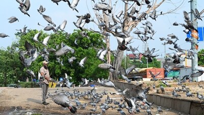 People feed pigeons at Barakhambha Road in New Delhi on July 17, 2025. (Arvind Yadav/Hindustan Times)