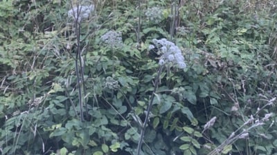 Optical illusion: The cat is cleverly camouflaged among the bushes. (Reddit) Optical illusion: The cat is cleverly camouflaged among the bushes. (Reddit)