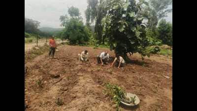 Taking a leaf out of the Kangra tea gardens in Himachal Pradesh’s Palampur, the agriculture department of Jammu and Kashmir has initiated a tea plantation drive in the hilly Billawar tehsil of Kathua district. (HT Photo) Taking a leaf out of the Kangra tea gardens in Himachal Pradesh’s Palampur, the agriculture department of Jammu and Kashmir has initiated a tea plantation drive in the hilly Billawar tehsil of Kathua district. (HT Photo)