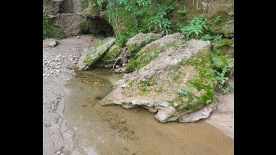 The Siswan jungle pool, with a nearby hollow. (Vikram Jit Singh) The Siswan jungle pool, with a nearby hollow. (Vikram Jit Singh)