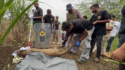 The adult female leopard was found with her left forelimb caught in an iron foot trap. (HT PHOTO)