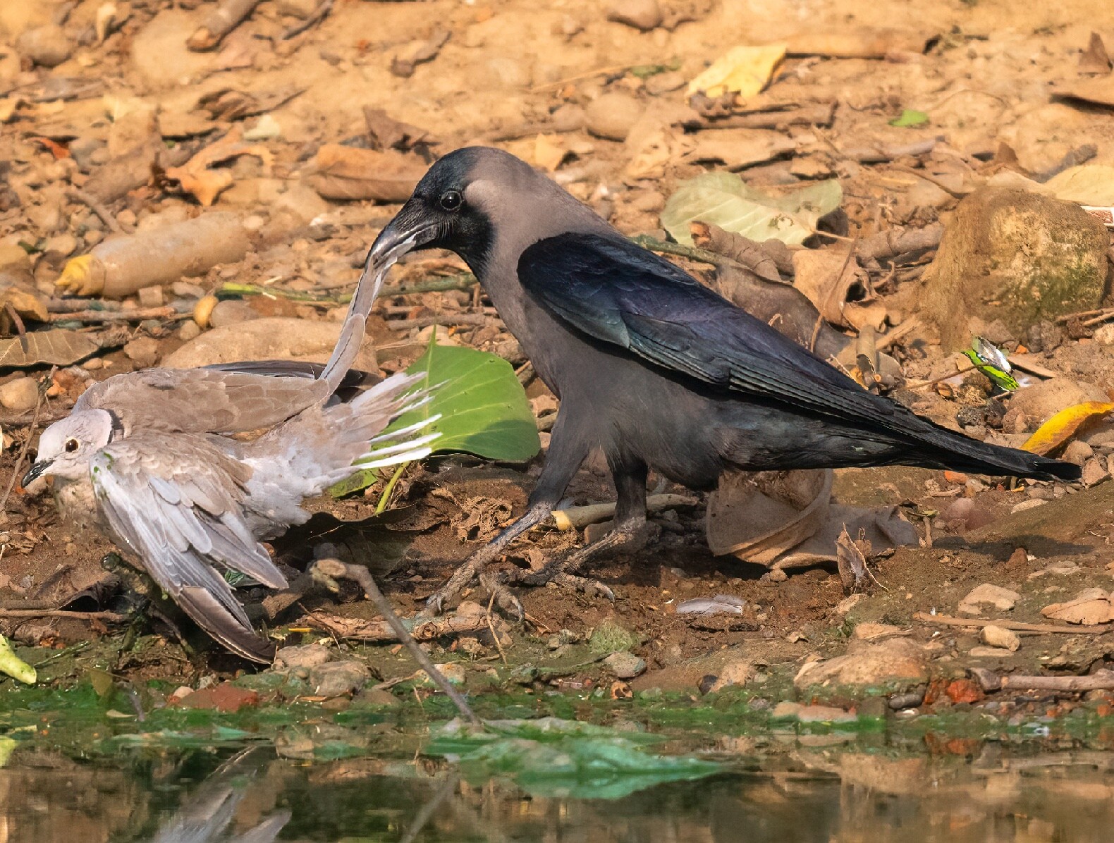 A House crow tugs at the tail feathers of a Eurasian Collared dove stricken by heat stroke at a pondside in New Chandigarh. The crow was seeking to peck the dove to death and eat it. Puckish crows are also known to tug at the tail feathers of much larger birds such as vultures to harass them and revel in their discomfiture. (Anuj Jain) A House crow tugs at the tail feathers of a Eurasian Collared dove stricken by heat stroke at a pondside in New Chandigarh. The crow was seeking to peck the dove to death and eat it. Puckish crows are also known to tug at the tail feathers of much larger birds such as vultures to harass them and revel in their discomfiture. (Anuj Jain)