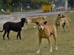 In the video, the dog can be seen running erratically, attacking family members in the yard. 