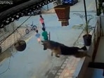 A brave German Shepherd sprang into action to protect children from a stray dog, earning admiration in a viral video. A brave German Shepherd sprang into action to protect children from a stray dog, earning admiration in a viral video.