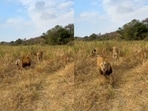 A viral clip showed a male lion retreating when a lioness approached with cubs, sparking humorous reactions from viewers online. A viral clip showed a male lion retreating when a lioness approached with cubs, sparking humorous reactions from viewers online.