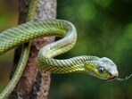 It is good to be aware of first aid steps if a snake bites you in the monsoon. It is good to be aware of first aid steps if a snake bites you in the monsoon.