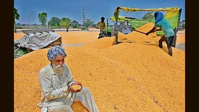 A farmer with his maize crop in Mullanpur grain market in Ludhiana. (File) A farmer with his maize crop in Mullanpur grain market in Ludhiana. (File)