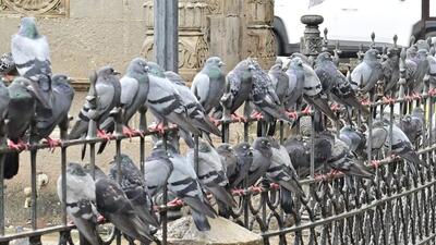 Mumbai, India - July 14, 2025: Vilas Pawar, BMC official stationed at Kabutarkhana near GPO keeps a watchful eye, to impose fines on those feeding pigeons, as dozens of birds flock to the area in Mumbai, India, on Monday, July 14, 2025. (Photo by Anshuman Poyrekar/ Hindustan Times) (Hindustan Times)