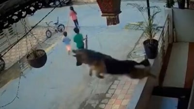 A brave German Shepherd sprang into action to protect children from a stray dog, earning admiration in a viral video. (X/@gharkekalesh)